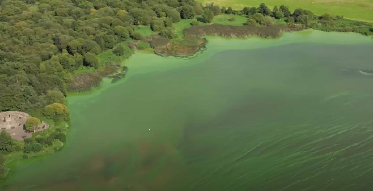 Lough Neagh Lake in the UK poisoned by toxic Algae.