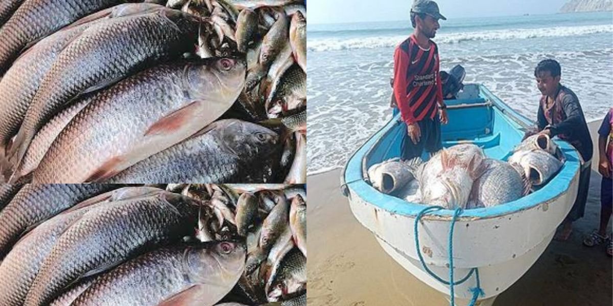 Karachi fisherman becomes a millionaire overnight