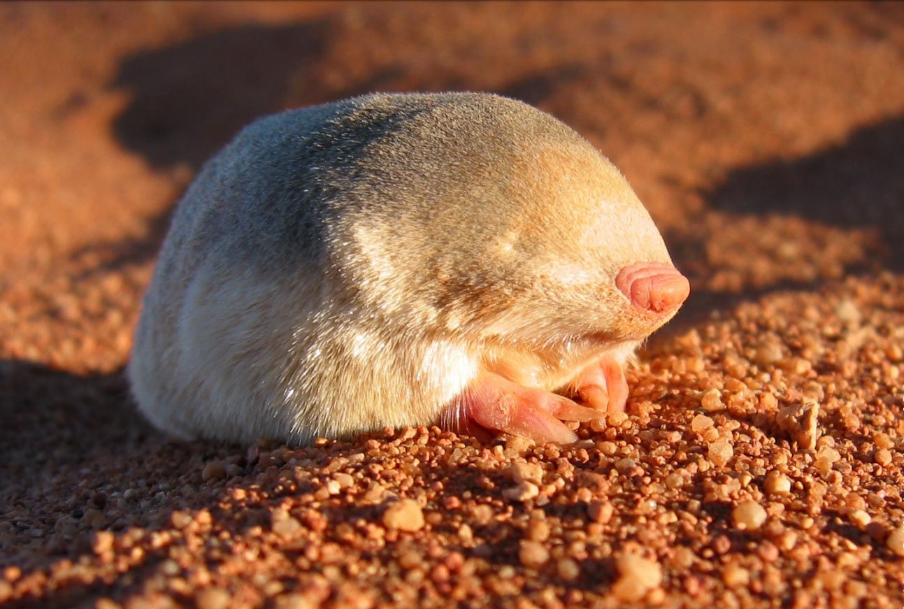 Golden Blind Mole not seen for 80 years found in South Africa