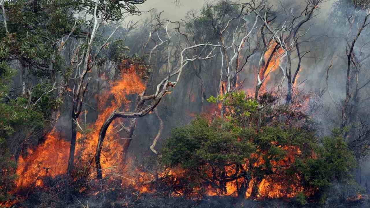 A total fire ban for Greater Sydney areas as bushfire danger grows