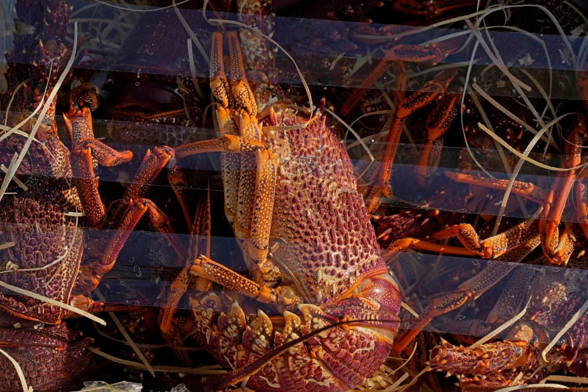 $240K worth of smuggled Australian lobsters