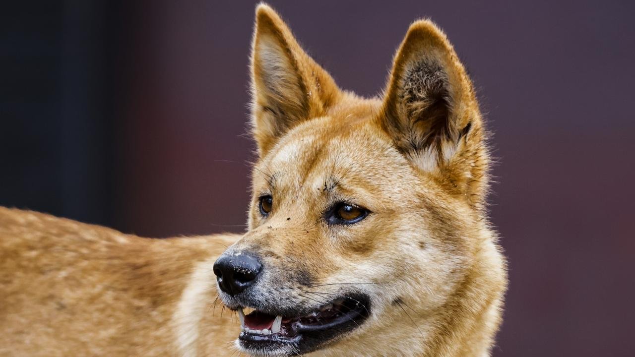 Dingo attacked three people on K'gari