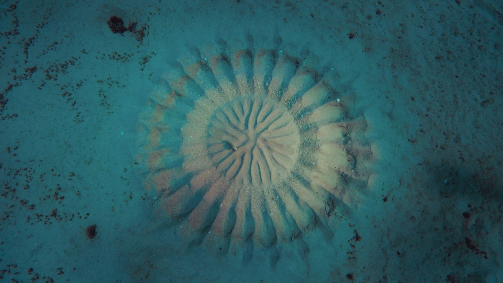 Male pufferfish make beautiful underwater circles