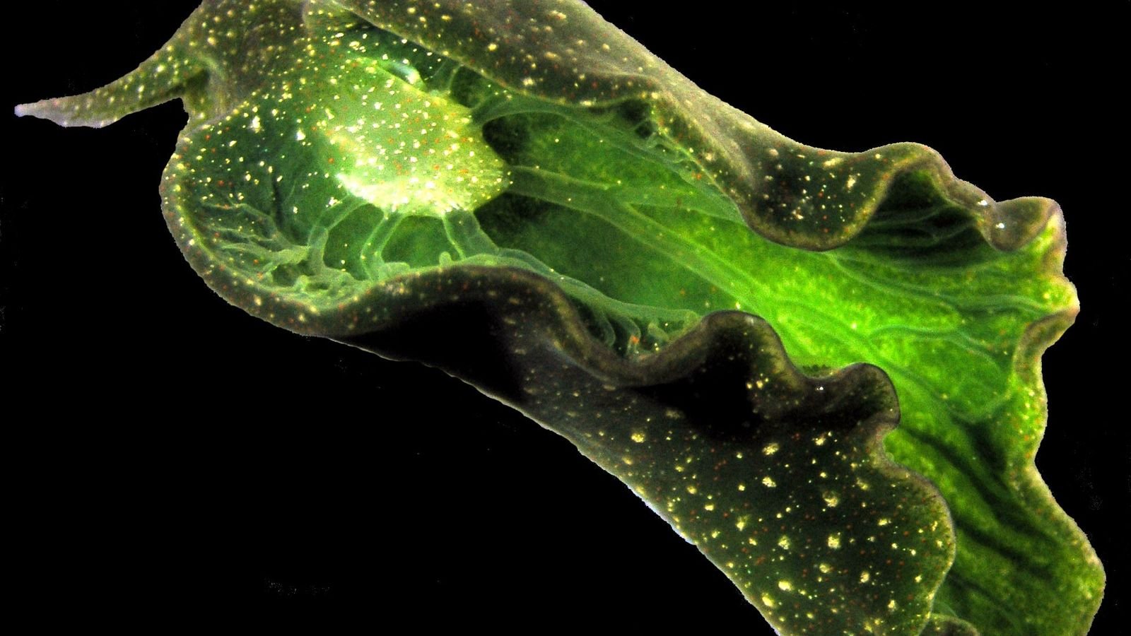 Mysterious sea slugs found