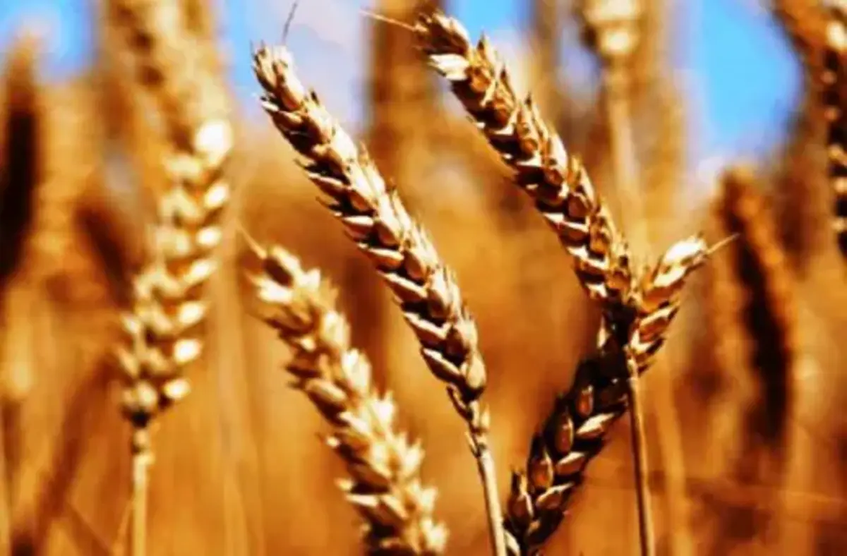 Punjab Government set wheat price