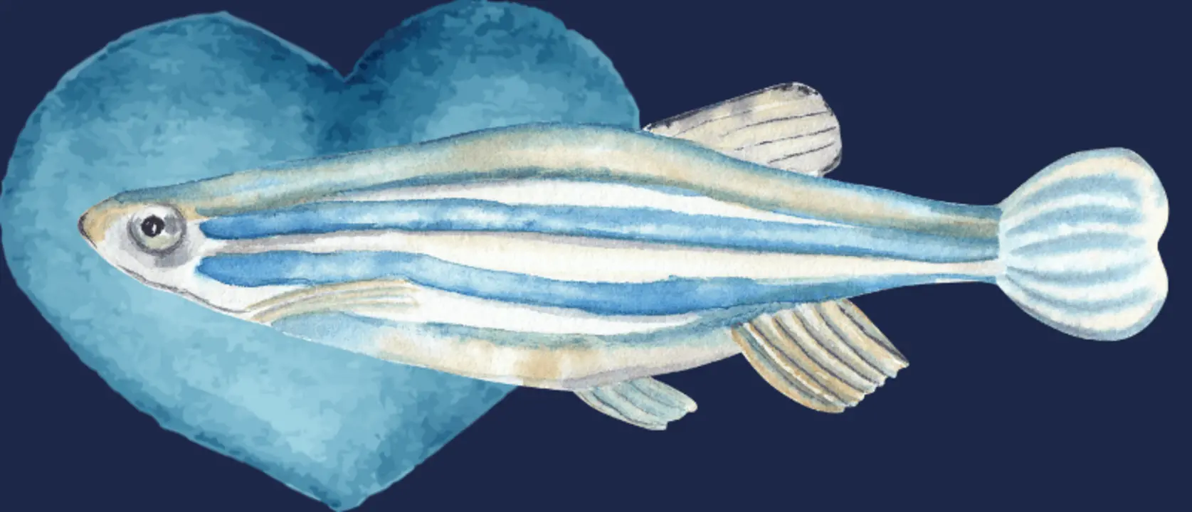 Zebrafish can regenerate damaged heart