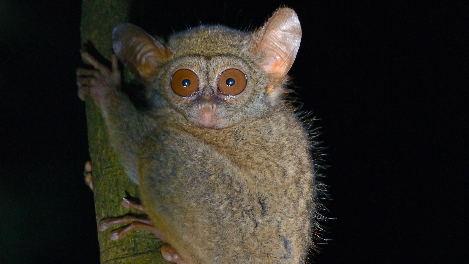 Why do animal species Tarsiers usually commit suicide