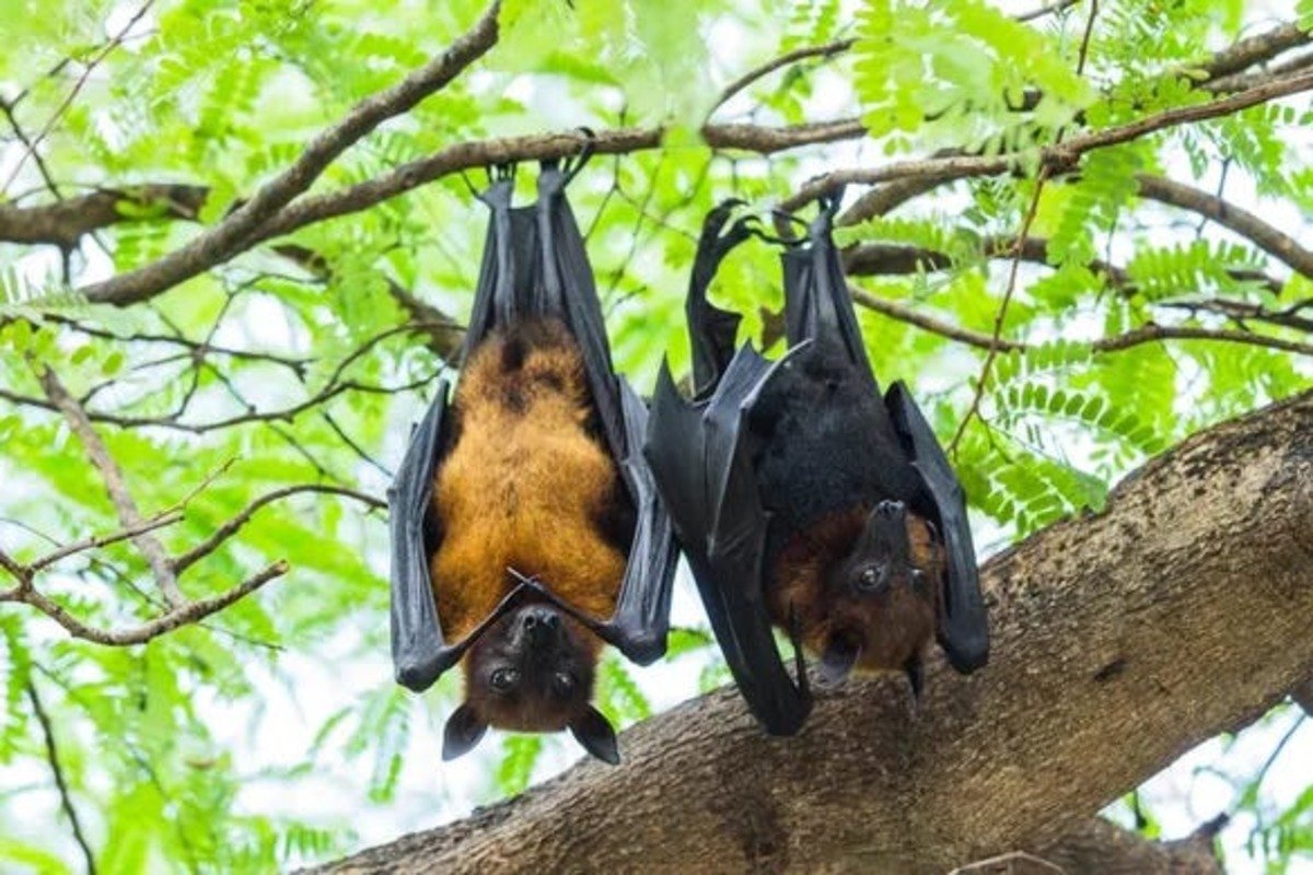 Why do bats sleep upside down